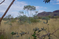 Eucalyptus gamophylla