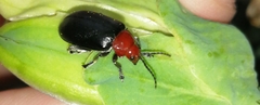 Cacoscelis nigripennis
