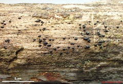 Hysterium angustatum