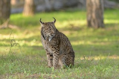 Lynx pardinus