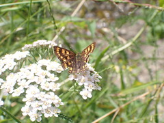 Lycaena enysii