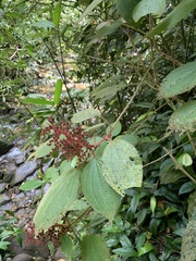 Miconia reversa