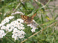 Lycaena enysii