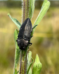 Merimna atrata