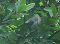 Pyrrhula murina
