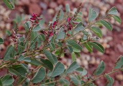 Indigofera monophylla