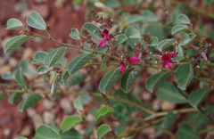Indigofera monophylla