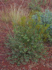 Indigofera monophylla
