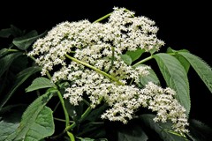 Sambucus peruviana