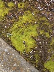 Scleranthus biflorus