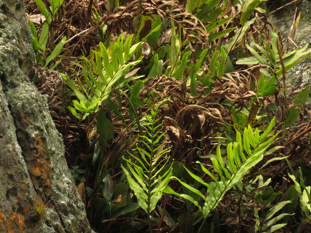 Serpocaulon sessilifolium