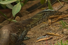 Varanus niloticus