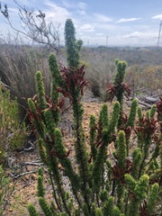 Erica coccinea