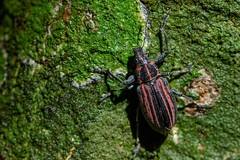 Naupactus rivulosus