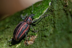 Naupactus rivulosus