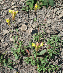 Scutellaria oreophila
