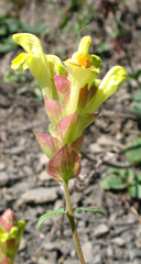 Scutellaria oreophila