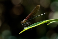 Hetaerina brightwelli