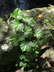 Begonia convolvulacea