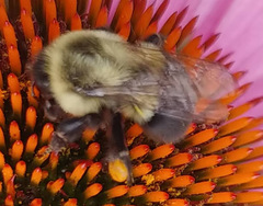 Bombus impatiens