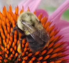 Bombus impatiens