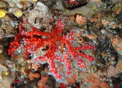 Corallium rubrum