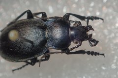 Carabus convexus convexus