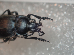 Carabus convexus convexus