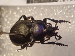 Carabus convexus convexus