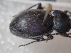 Carabus convexus convexus