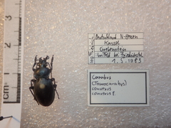 Carabus convexus convexus