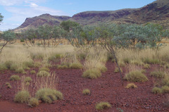 Eucalyptus gamophylla