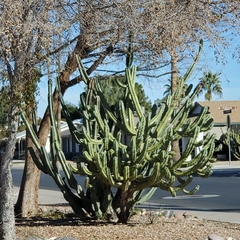 Myrtillocactus