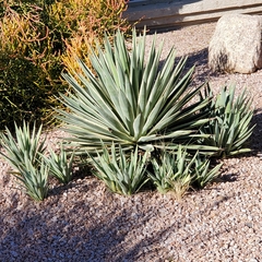 Agave