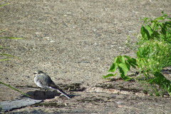 Motacilla alba