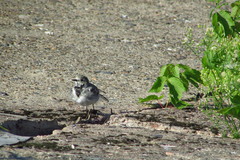 Motacilla alba