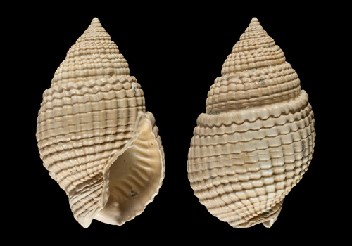 Representative image of Nassarius
