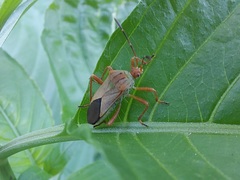 Hypselonotus orientalis