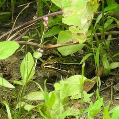 Lithobates pipiens