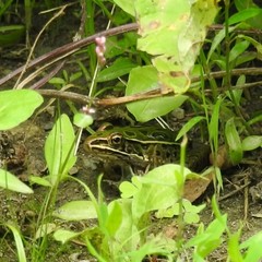 Lithobates pipiens