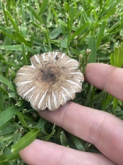 Agaricus endoxanthus