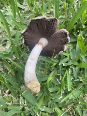 Agaricus endoxanthus