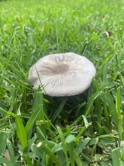 Agaricus endoxanthus