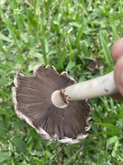 Agaricus endoxanthus
