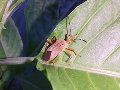 Hypselonotus orientalis