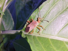 Hypselonotus orientalis