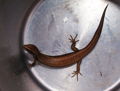Oligosoma smithi