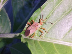 Hypselonotus orientalis