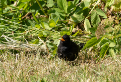 Turdus merula