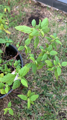 Magnoliopsida